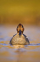 Male Common teal (Anas crecca) swimming towards the photographer, Norfolk, UK, January