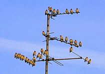Bohemian waxwings (Bombycilla garrulus) perched on a TV aerial, Nottinghamshire, UK, January