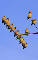 Bohemian waxwings (Bombycilla garrulus) perched on a TV aerial, Nottinghamshire, UK, January