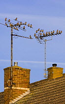 Bohemian waxwings (Bombycilla garrulus) perched on a house TV aerial, Nottinghamshire, UK, January