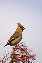 Bohemian waxwing (Bombycilla garrulus) perched on rowan branches that have been stripped of their berries, Nottinghamshire, UK, January