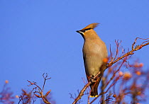 Bohemian waxwing (Bombycilla garrulus) perched in a rowan tree that has been stripped of all its berries, Nottinghamshire, UK, January