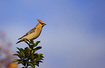 Bohemian waxwing (Bombycilla garrulus) perched on the top of an evergreen, Nottinghamshire, UK, January