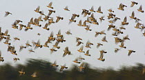 Wood pigeon (Columba palambus) flock takes flight from a field of corn stubble, Derbyshire, UK, January