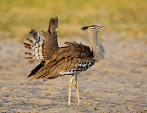 RF- Kori Bustard (Ardeotis kori) displaying, Etosha National Park, Namibia. January. (This image may be licensed either as rights managed or royalty free.)