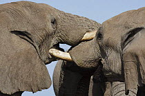 Two African elephant (Loxodonta africana) bulls sparring gently, Etosha National Park, Namibia, January