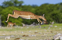 Female Black-faced impala (Aepyceros melamis petersi) jumping, Etosha National Park, Namibia, January