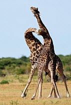 RF- Male Giraffes (Giraffa camelopardalis) sparring or necking, Etosha National Park, Namibia. January. (This image may be licensed either as rights managed or royalty free.)