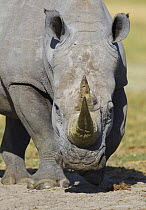 White rhinoceros (Ceratotherium simum) Etosha National Park, Namibia, January