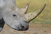White rhinoceros (Ceratotherium simum) profile, Etosha National Park, Namibia, January