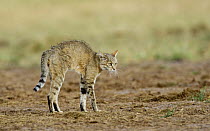 African wildcat (Felis sylvestris lybica) arching back in combined offensive and defensive posture, Etosha National Park, Namibia, January