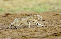 African wildcat (Felis sylvestris lybica) defensive retreat posture, Etosha National Park, Namibia, January