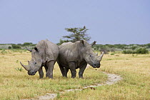 White rhinoceros (Ceratotherium simum) mother and large calf, Etosha National Park, Namibia, January