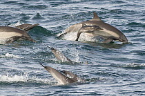 Long beaked common dolphins (Delphinus capensis) with very young calf (probably less than a day old - wrinkly skin and floppy tail are good indicators) Baja California, Mexico.