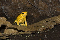 Golden poison dart frog (Phyllobates terribilis) on leaf, captive