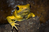 Golden poison dart frog (Phyllobates terribilis) looking out from behind stone, captive