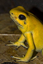 Golden poison dart frog (Phyllobates terribilis) sitting on leaf, captive