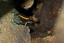 Golfo dulcean poison dart frog (Phyllobates vittatus) on rock, captive
