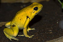 Golden poison dart frog (Phyllobates terribilis) portrait, captive