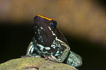 Golfo dulcean poison dart frog (Phyllobates vittatus) portrait, captive