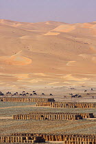 Hay field with Dromedary camels (Camelus dromedarius) in background. Liwa Oasis, Abu Dhabi, United Arab Emirates. December 2007