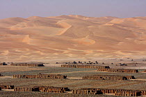Hay field with Dromedary camels in background. Liwa Oasis, Abu Dhabi, United Arab Emirates. December 2007