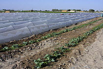 Drip farming cabbages (Brassica oleracea capitata) Barka, Oman. February 2008