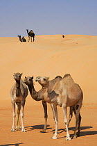 Dromedary camels (Camelus dromedarius) amongst sand dunes. Liwa, United Arab Emirates.