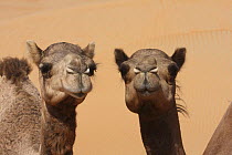 Dromedary camels (Camelus dromedarius). Liwa, United Arab Emirates.