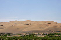 Dromedary camel (Camelus dromedarius) train across sand dunes. Liwa, United Arab Emirates. December 2007