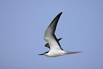 Bridled tern (Sterna anaethetus) adult in flight. Masirah Island, Oman.