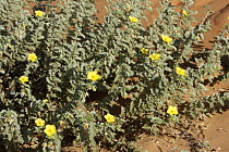 Caltrop (Tribulus omanense) bush in flower, Liwa, Abu Dhabi, United Arab Emirates.