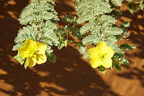 Caltrop (Tribulus omanense). Liwa, Abu Dhabi, United Arab Emirates.