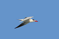 Caspian tern (Hydroprogne caspia) in flight. Khawr Ghawi, Oman.