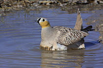Crowned sandgrouse (Pterocles coronatus) male soaking feathers with water for chicks. Tudhu, Oman.