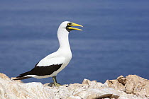 Masked booby (Sula dactylatra melanops) Daymaniyat Islands, Oman.