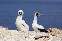 Masked booby (Sula dactylatra melanops) adult and fledgling. Daymaniyat Islands, Oman.