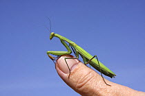 European praying mantis (Mantis religiosa) on finger. Liwa, United Arab Emirates.