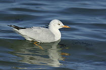 Slender billed gull (Chroicocephalus genei) on calm sea. Dhofar, Oman.