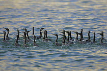 Socotra cormorant (Phalacrocorax nigrogularis) flock on water. Dhofar, Oman.
