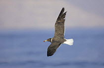 Sooty gull (Ichthyaetus hemprichii ) in flight. Hasik, Dhofar, Oman.