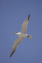 Swift tern (Sterna bergii) in flight, Masirah Island, Oman.