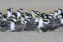 Swift tern (Sterna bergii) breeding colony, each incubating a single egg. Masirah Island, Oman.
