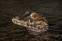 Cuvier's Dwarf Caiman (Paleosuchus palpebrosus) in water, captive, from northern South America