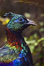 Male Himalayan Monal pheasant (Lophophorus impejanus) captive, from East Afghanistan to West China