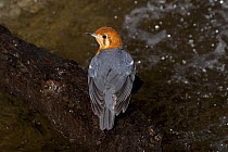 Orange-headed thrush (Zoothera citrina) male drying its wings after bathing, captive from India, China, South East Asia