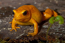 Golden Mantella tree frog (Mantella aurantiaca) captive, from Madagascar, Vulnerable Species