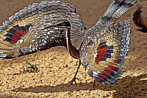 Sunbittern (Eurypga helias) displaying, courtship, captive from Central and South America