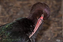 Puna ibis (Plegadis ridgwayi) preening, captive from Peru, Bolivia, Northern Chile