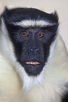 Male Roloway monkey (Cercopithecus diana roloway) captive, from Ghana and Ivory Coast, Critically Endangered Species